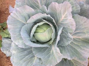 cabbage