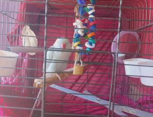 Powder Blue Ring Neck 