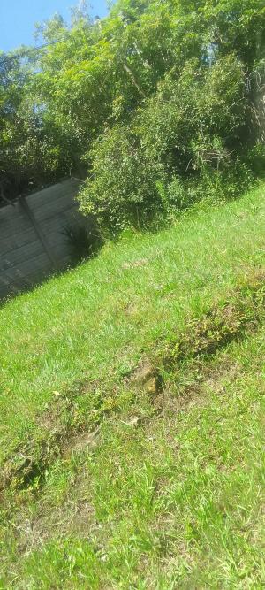 Garden maintenance and Bush clearing