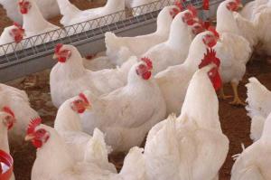 Broillers chicken for meat purpose