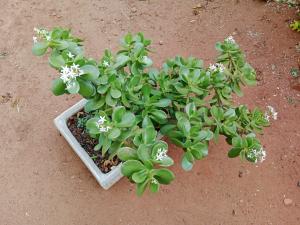 Jade/lucky plant in a a square concrete pot for sale