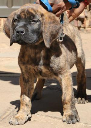 Boerbul Puppy