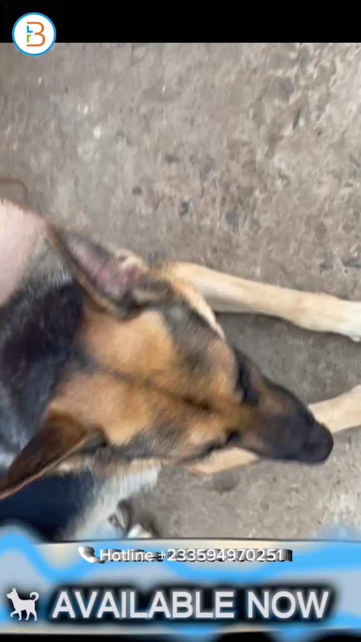 Boerboel-German Shepherd
Mixed Puppy - Available call 0594970251