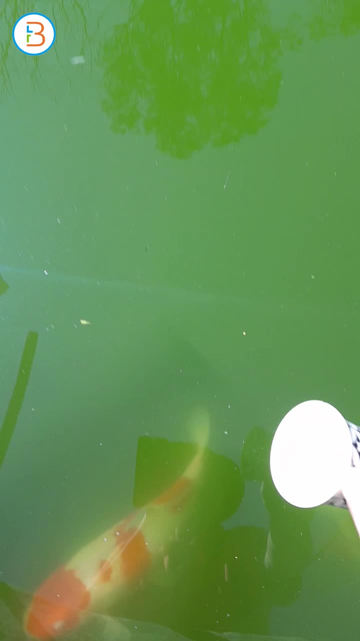 Frannie is a koi farmer and social media influencer. Check out the koi we have available.