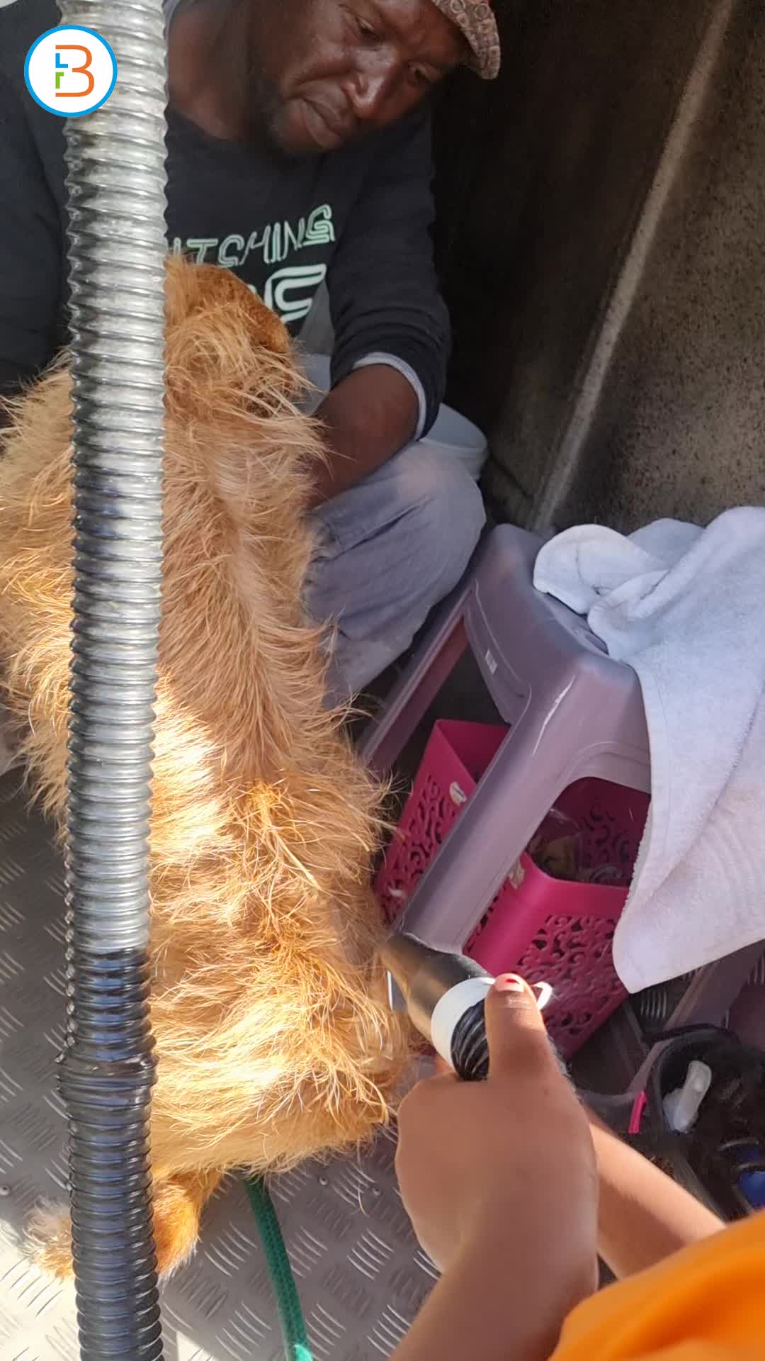 kitty and puppy haven grooming