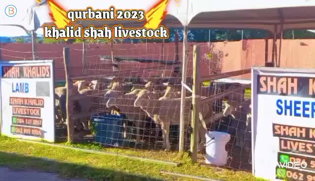Qurbani 2023 

 lambs from 2750
hamels 
full tail merino lambs 
rams

watsapp 0629955984