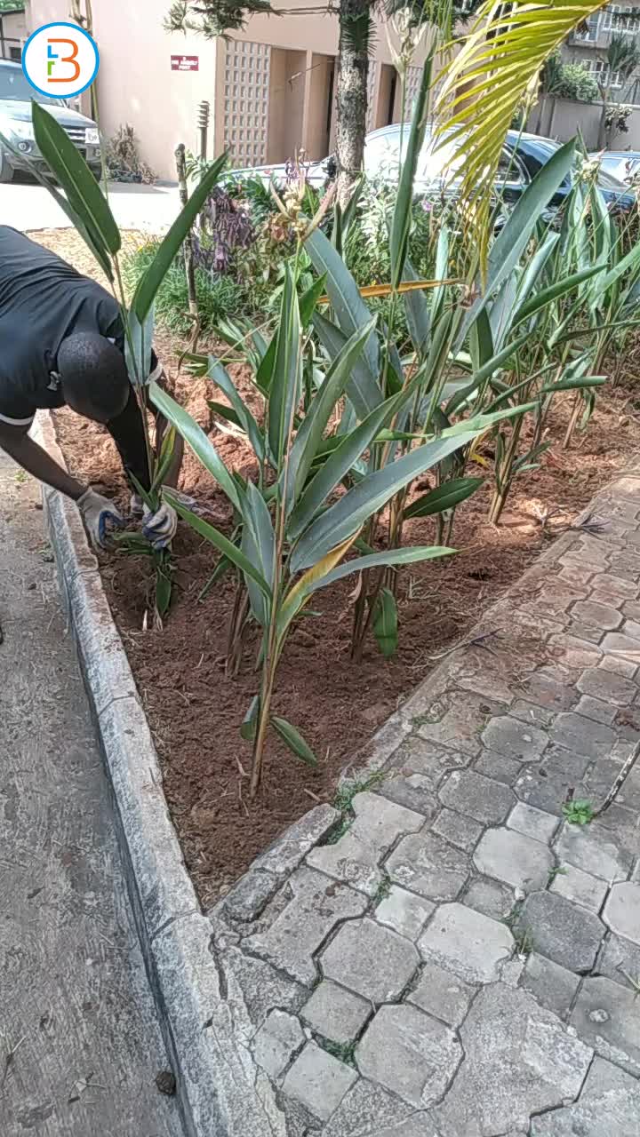 Landscape garden maintenance 👌