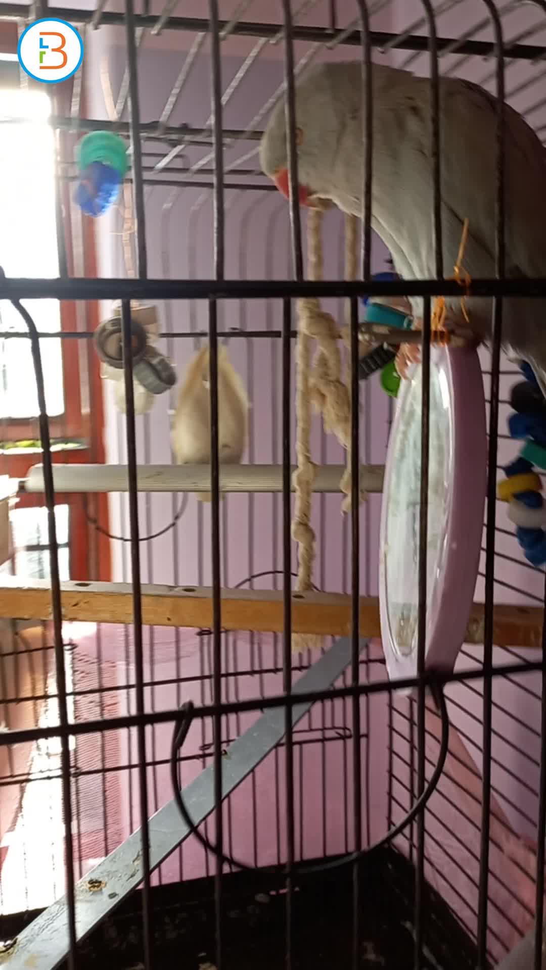 Ring Neck with Cage included 4 R1800